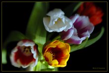 Tulpen-2 / ***