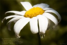 Tear Kamille ... / ***
