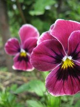Blumen / ***