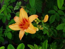 Blume / ***