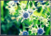 I fiori... proprio / ***