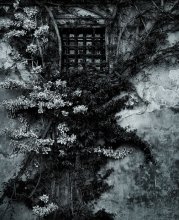 Fenster / ***