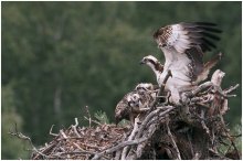 Osprey. Gemeinsam mit seinem Vater. / ***