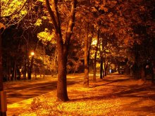 Meine Allee / ***