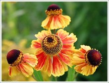 Flower Dreieck / ***
