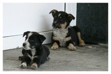 Nur wenige der Lebensqualität der Hunde ... / ***