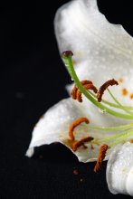 Von Tröpfchen, Pollen und Stempel ... / ***