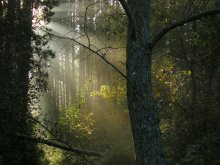 Breathing Wald / ***