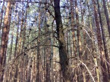 Baum / ***