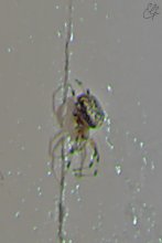 "Home" die Spinne / ***