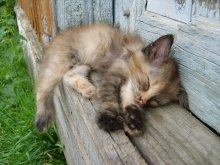 Sweet Dream / ***