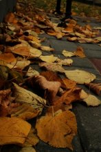 Laubbaum Medizin / ***