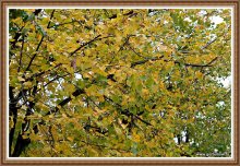 Laub / ***