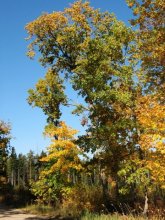 Im Wald / ***