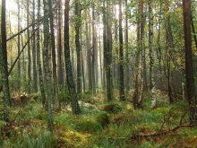 Wald, wo es Einhörner / ***