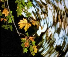 Leaves zakruzhat / ***