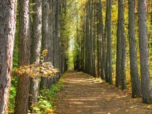 Herbst an der Arboretum / ***