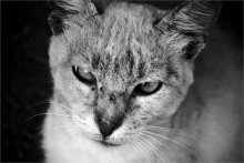 cat Solomon / ***