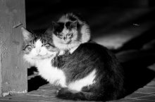 Cats / ***