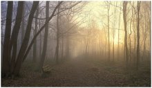 A winter morning. / A foggy wintermorning...