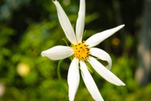 Kleine weiße Blume / ***