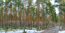 Der Frühling ist im Pinienwald. / ***