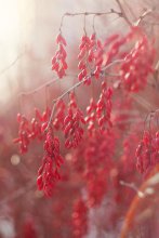 Barberry / *****