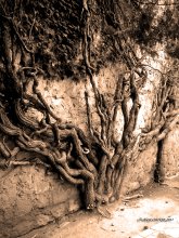 Mazes ... / ***