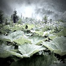 ... Irgendwo in den Alpen. / ***