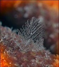 Knochen pomelo ... / ***