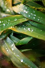 Sommer regen / ***
