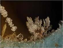 Icy Wurzeln ... / ***
