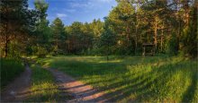 Sommer in den Wäldern / ***