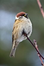 Passer montanus - Vogel stolz! / ***