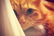 Katze / ***
