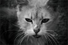 cat tramp / ***