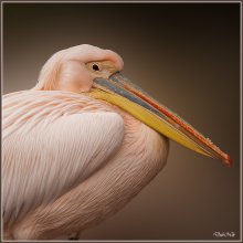 Pelikan / ***