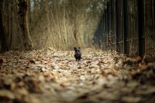 Meine Lieblings-wolfhound) / ***