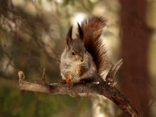 Ein wenig mehr über Squirrel / ***