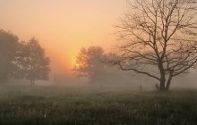 Nebliger Morgen / ***
