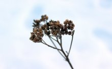 Eingefroren / ***