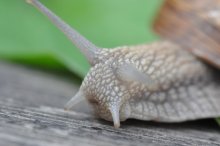 Schnecke / ***