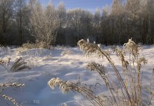 Frosty day / ***