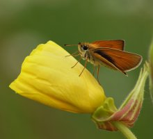Skippers / ***