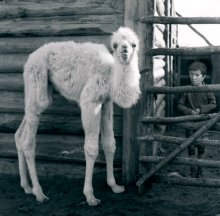 White camel / ***