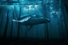 Depth of Dream - Die Tiefe des Schlafes / ***