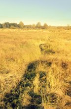 Feld mit Pfad / ***