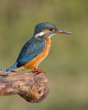 Eisvogel / ***