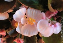 Pink Flower / ***