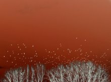 Birds / ***
